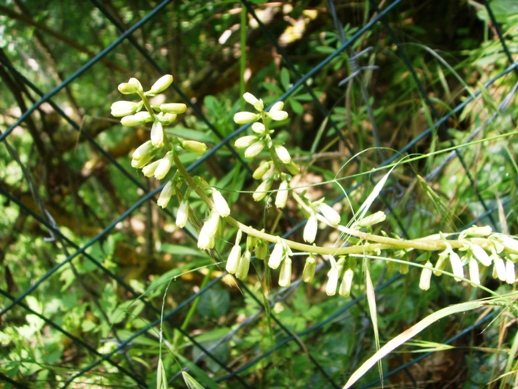 Piantina con fiori verdi - Umbilicus rupestris